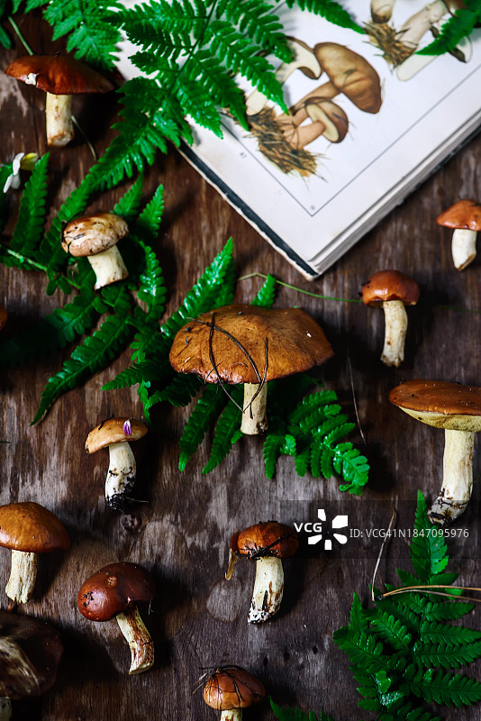 野生森林蘑菇图片素材