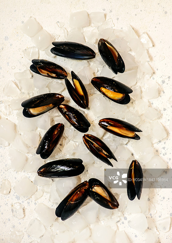冰上新鲜的带壳生贻贝图片素材