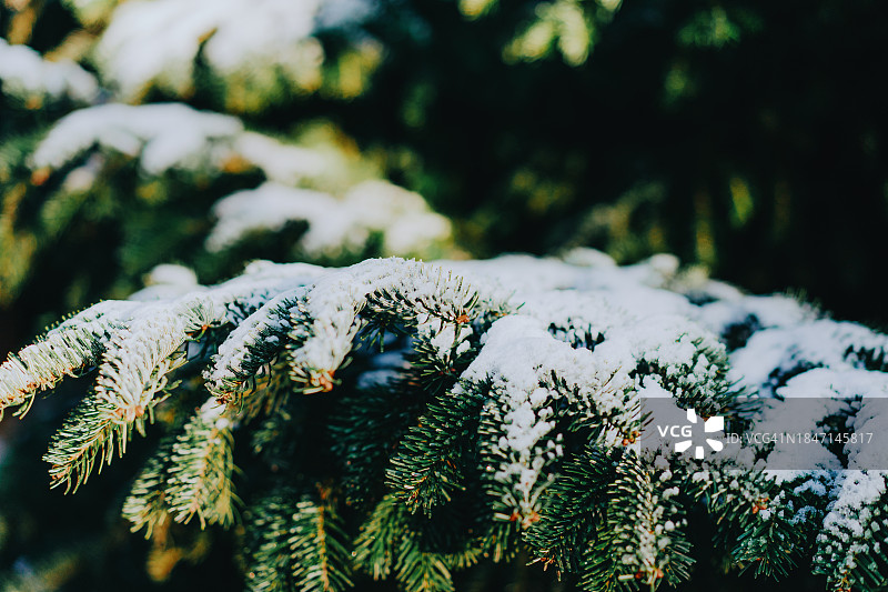 绿色冷杉树背景，覆盖着雪的圣诞树枝图片素材