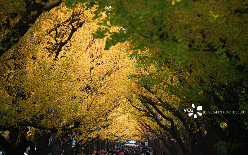 东京明治神宫外苑的银杏树林，每年秋天吸引众多游客前来欣赏金色银杏大道图片素材