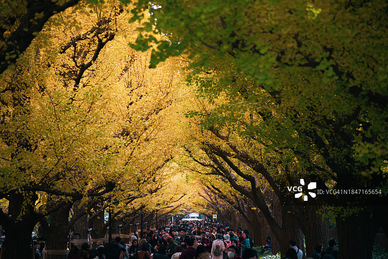 东京明治神宫外苑的银杏树林，每年秋天吸引众多游客前来欣赏金色银杏大道图片素材