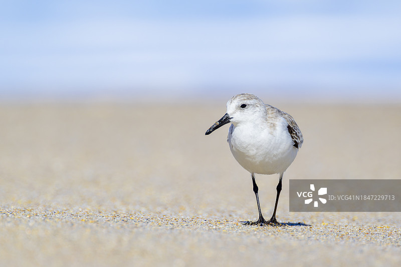 白腰鹬图片素材