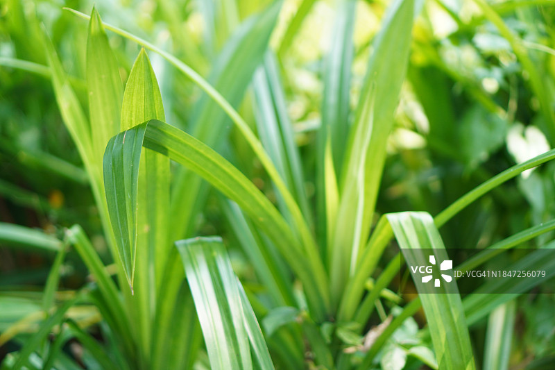 香兰叶自然背景图片素材