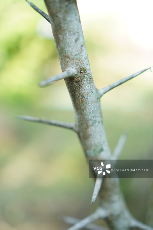 卡菲尔酸橙树刺图片素材