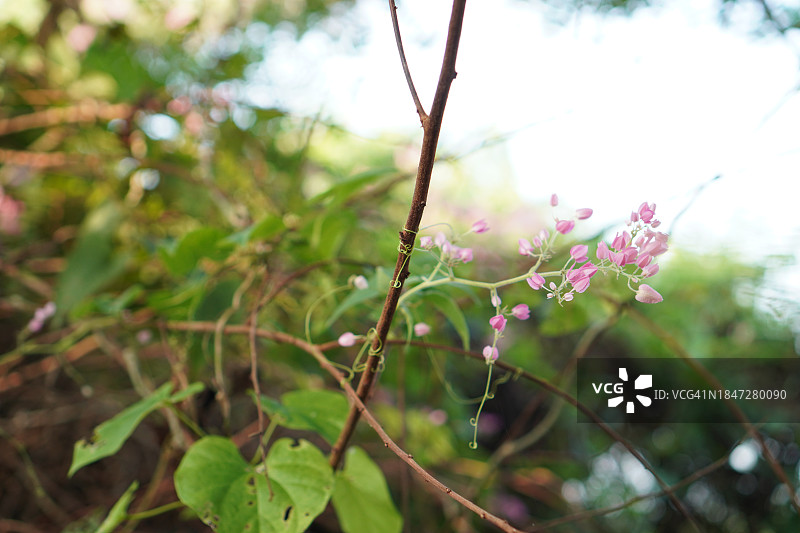 紫色花朵泰国草药时钟藤蓝色喇叭藤图片素材