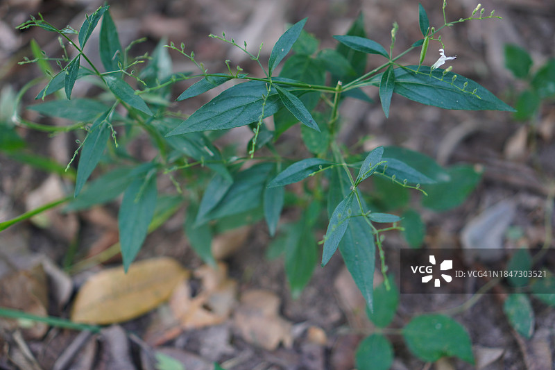 穿心莲，泰国草药，缓解喉咙痛，退烧，绿色蔬菜可预防新冠图片素材