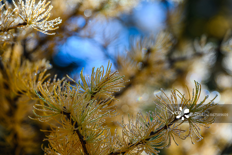 秋天落叶松叶子的特写图片素材