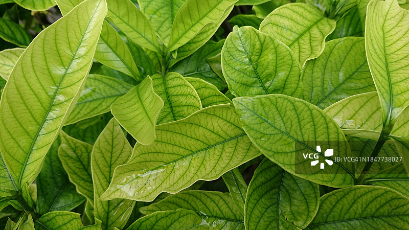 绿叶的全帧镜头图片素材