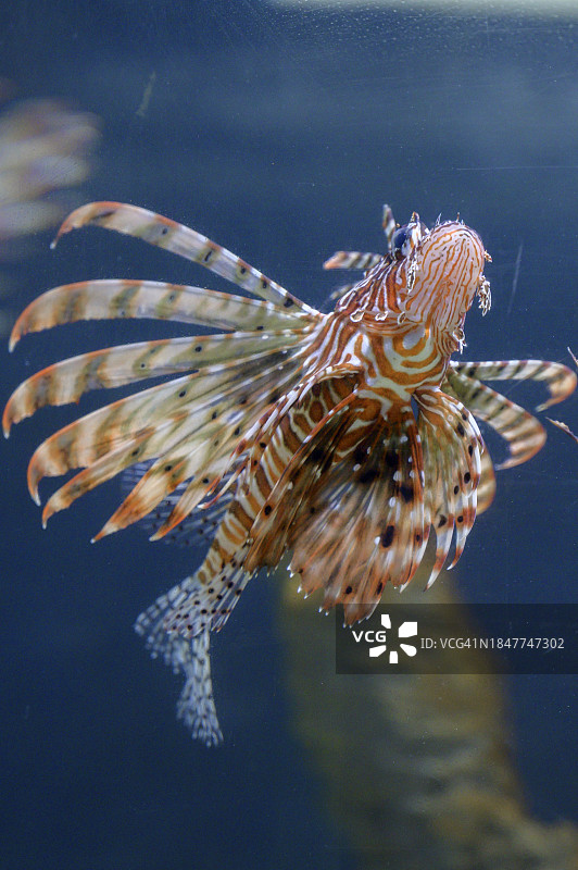 印度水族箱中的狮子鱼特写图片素材
