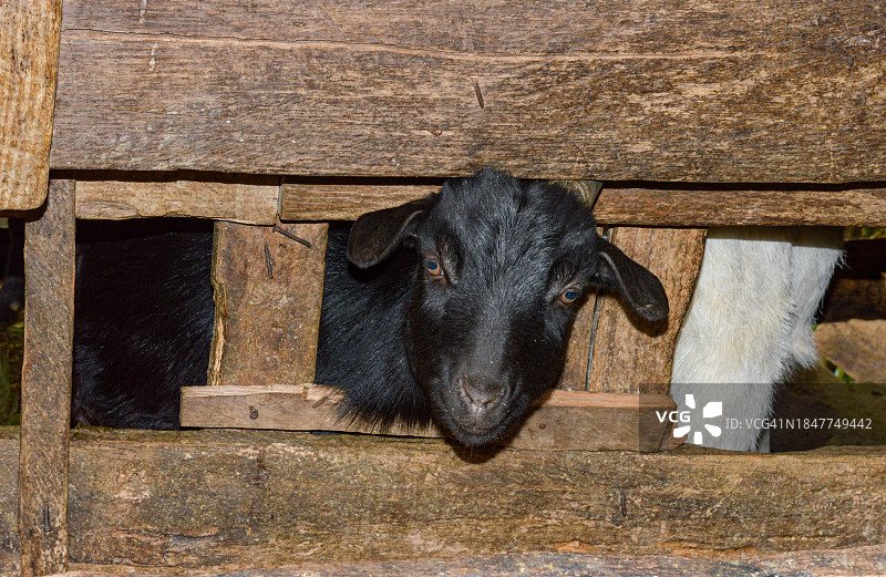 印度透过栅栏窥视的山羊特写图片素材