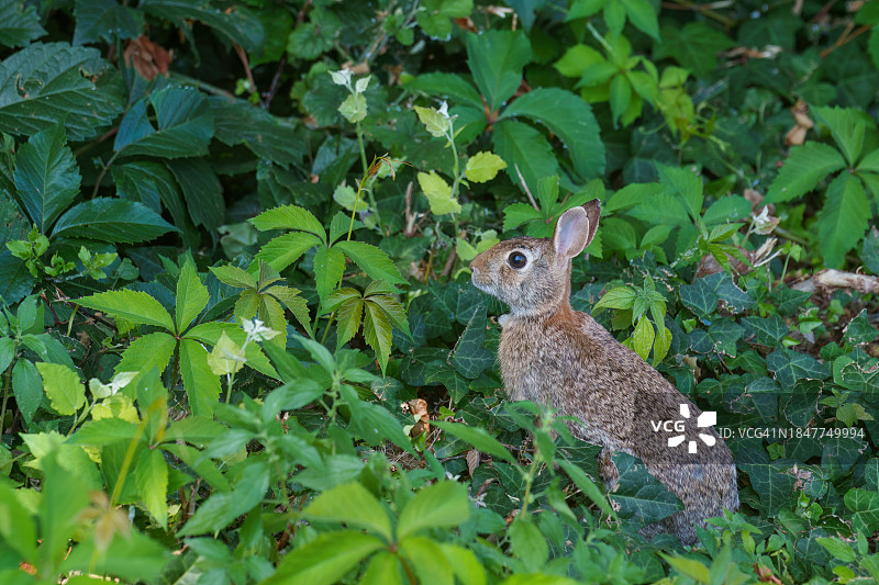 植物旁边的棉尾兔侧面图图片素材