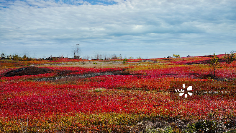 美国缅因州田野上盛开的鲜花美景图片素材