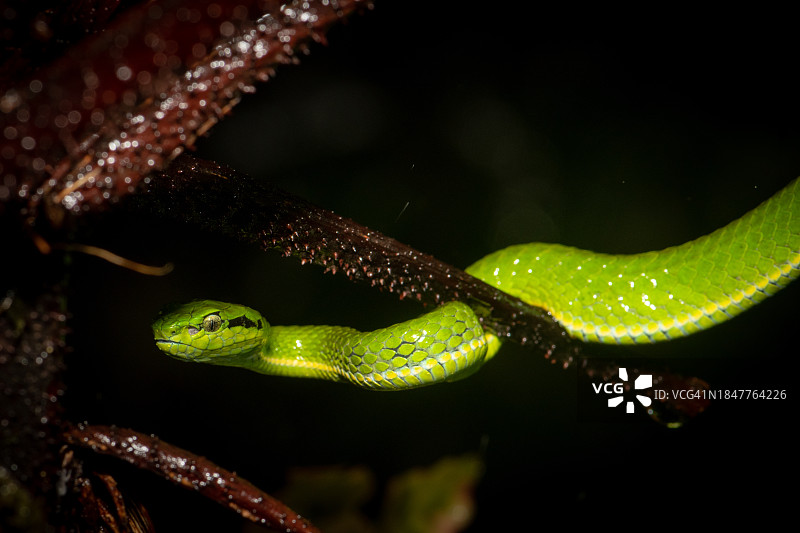 毒蛇特写图片素材