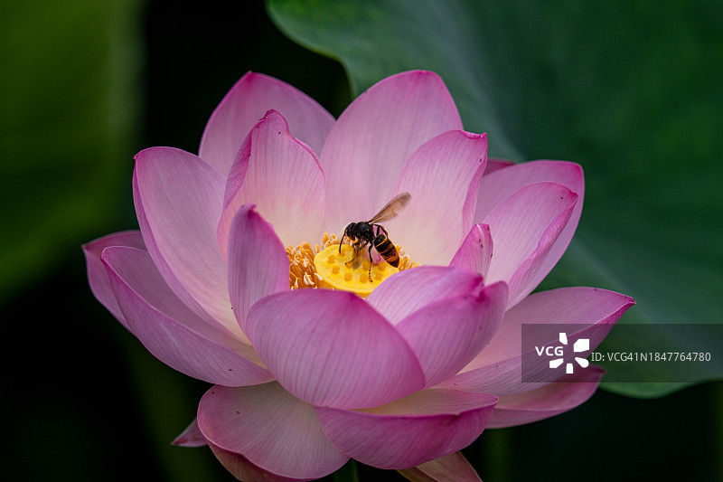 粉色荷花睡莲的特写图片素材