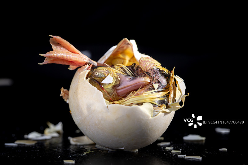 黑色背景下的餐桌螃蟹特写，西班牙图片素材