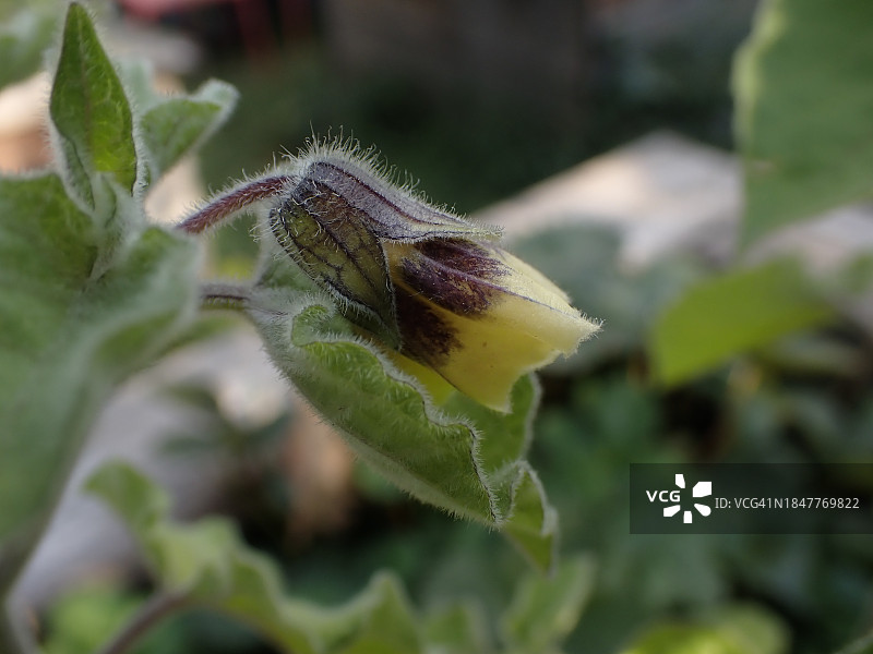 昆虫在植物上的特写图片素材