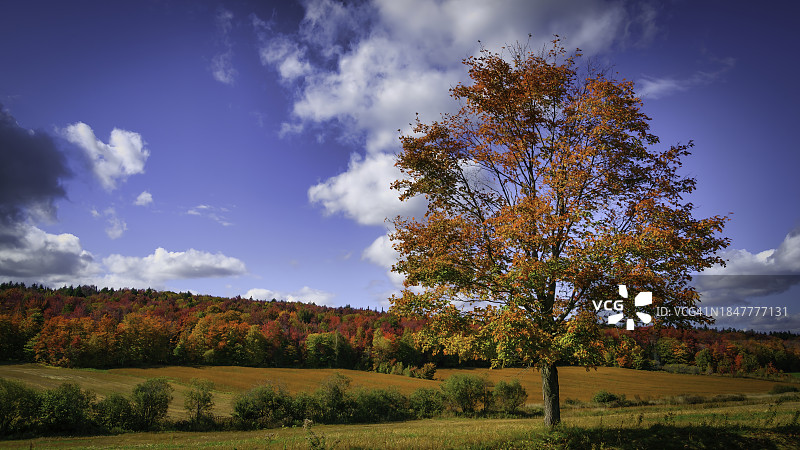 秋天，田野上的树木映衬着天空图片素材