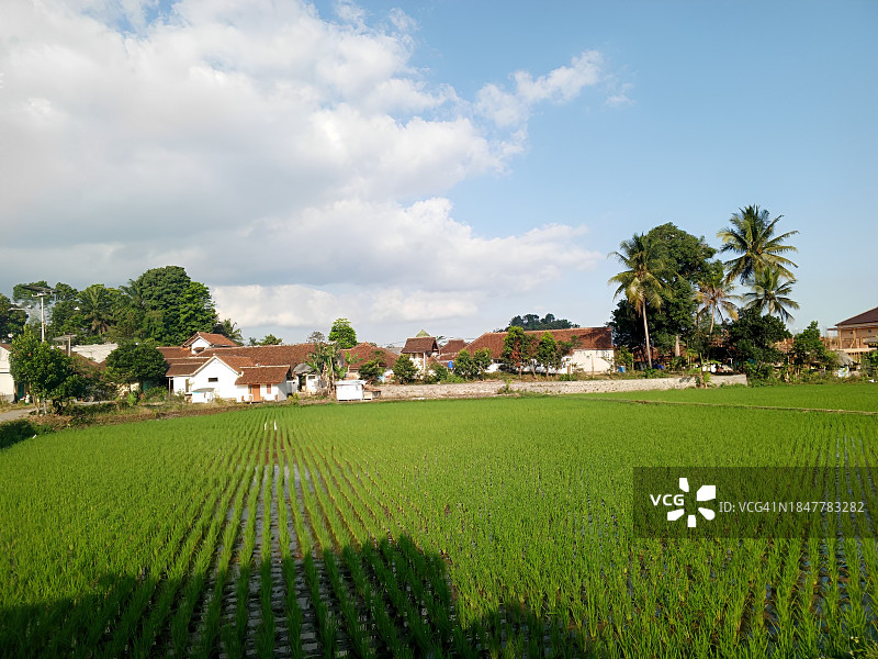 蓝天映衬下的农田美景图片素材