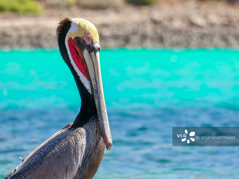 棕色鹈鹕特写，圣灵岛，南下加利福尼亚州，墨西哥图片素材