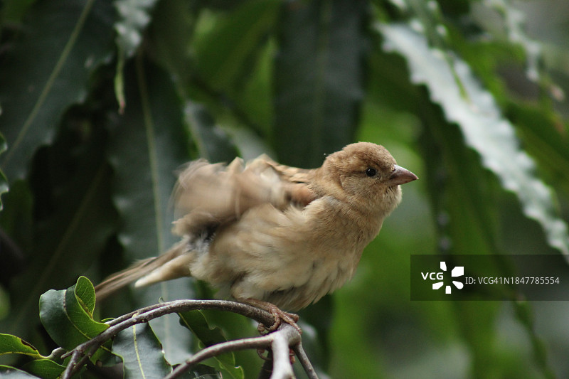 雀鸟栖息在树枝上的特写图片素材