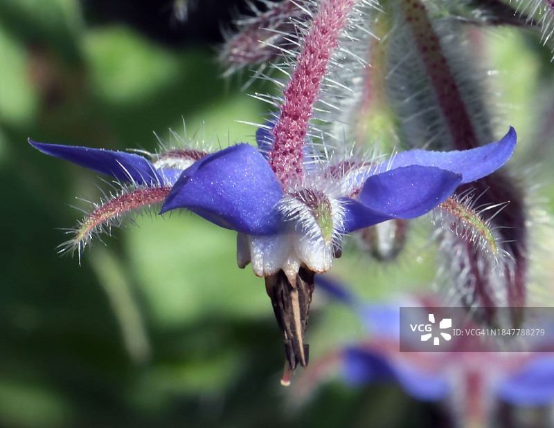紫色开花植物特写，莱顿斯维尔，马里兰州，美国图片素材