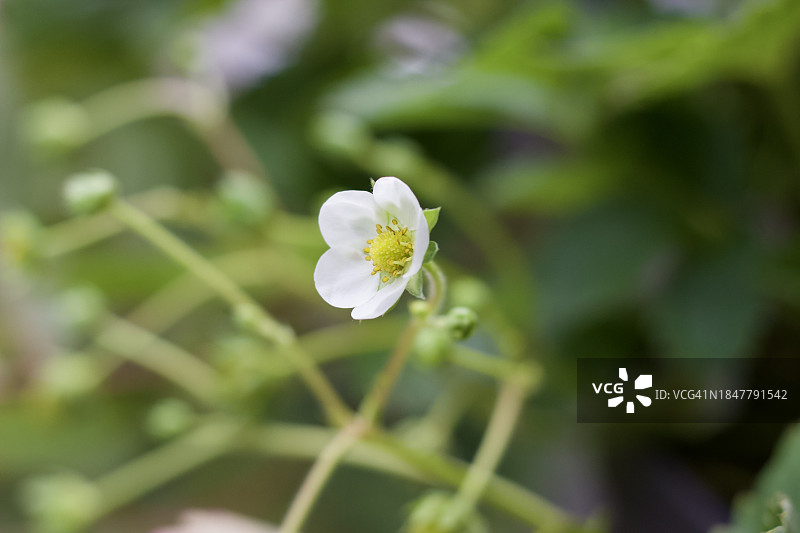 德国的白色开花植物特写图片素材