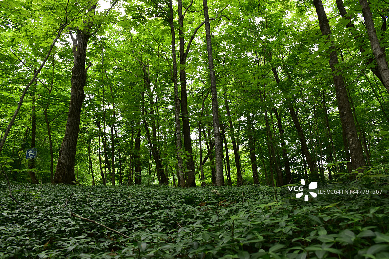 生长在森林中的树木图片素材