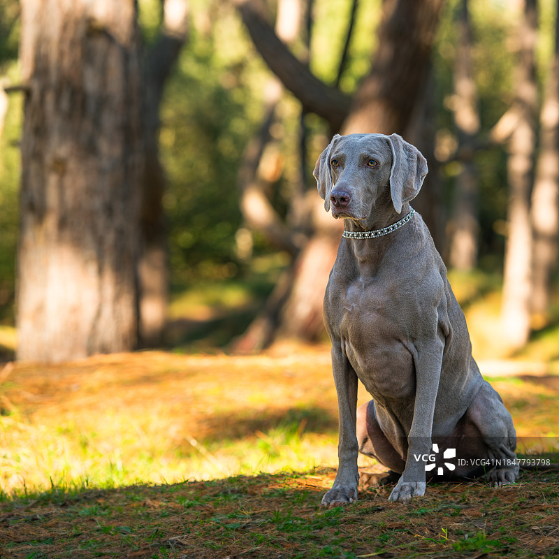 英国魏玛犬坐在田野上特写图片素材