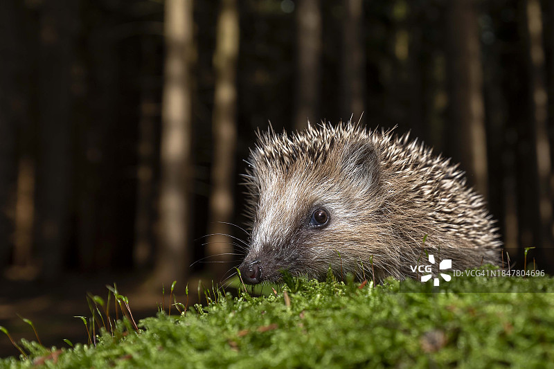 田野上的刺猬特写图片素材