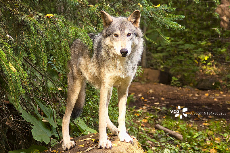 站在阿拉斯加蚊子湖的灰狼画像（美国）图片素材