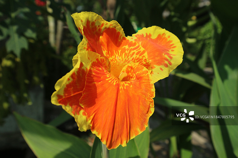 橙色芙蓉花特写图片素材