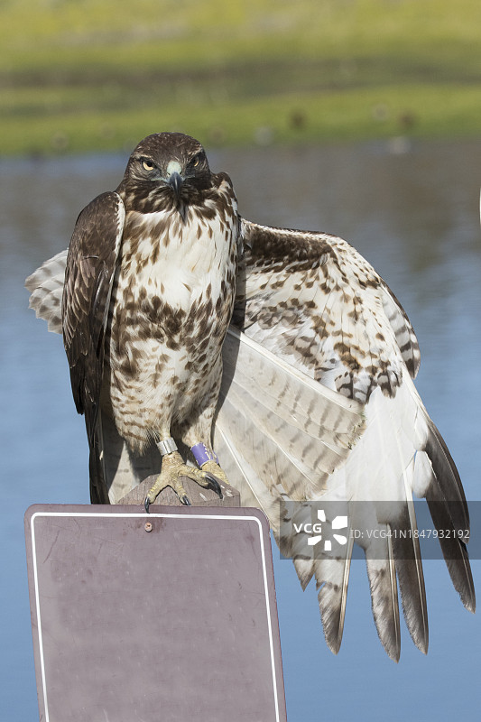 展开翅膀的红尾鵟图片素材