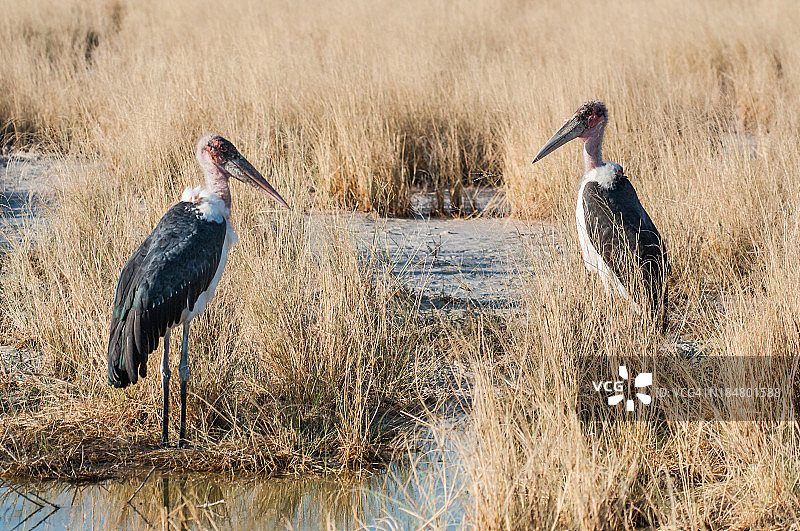 马拉布鹳图片素材