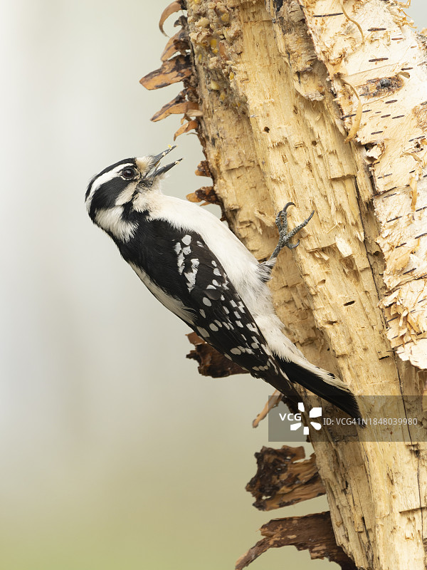 柔和的啄木鸟图片素材