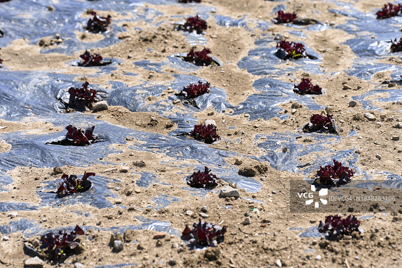 成排种植的生菜作物，地面覆盖着塑料膜，上面有植物孔，塑料膜的某些部分充满了土壤图片素材