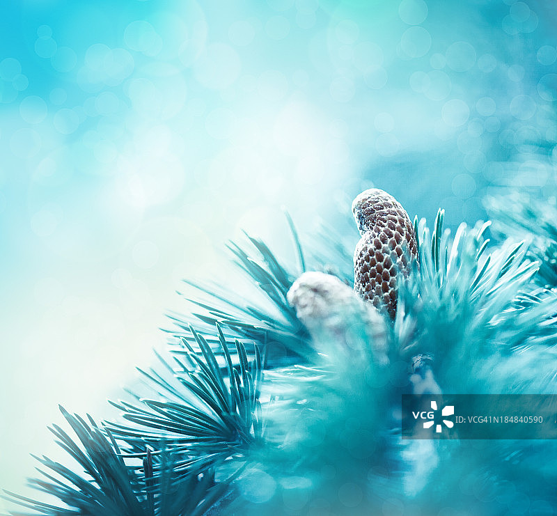 云杉枝与球果图片素材