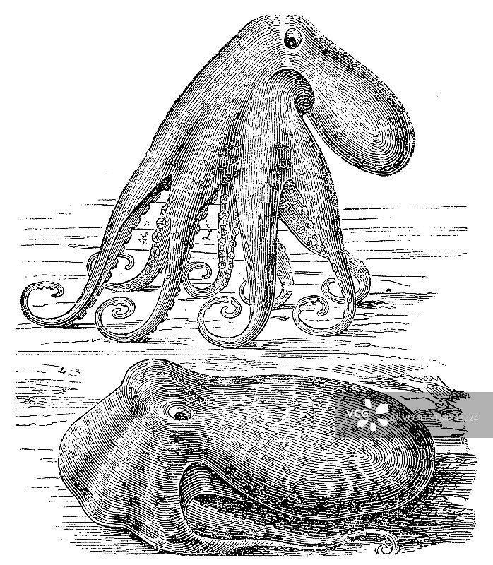 章鱼(Octopus Vulgaris)图片素材