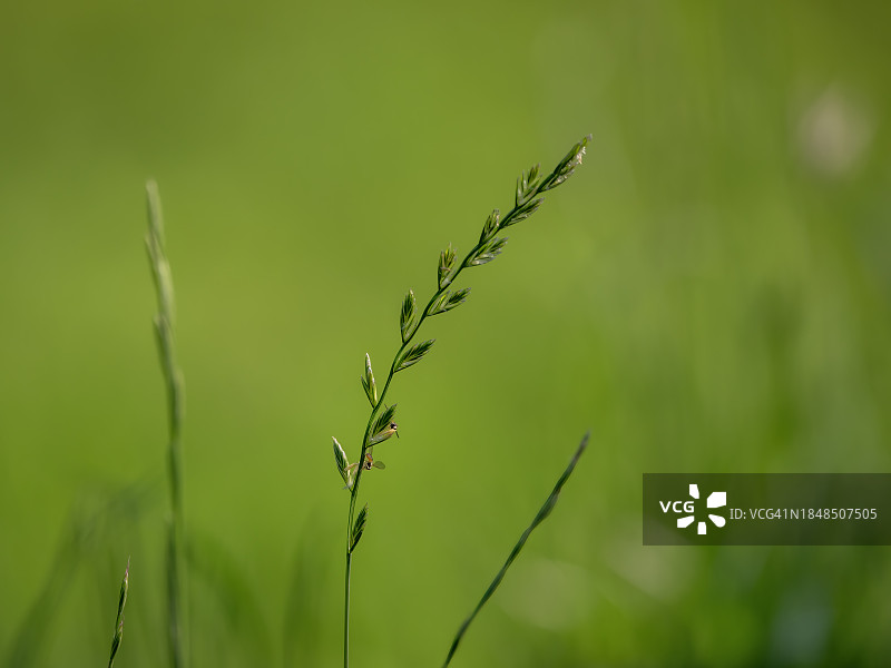黑麦草种子图片素材