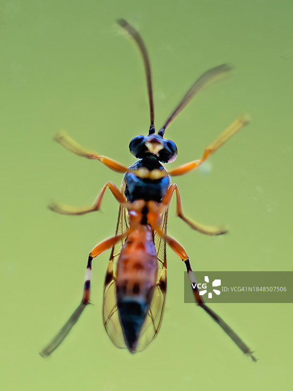 橙黑姬蜂图片素材