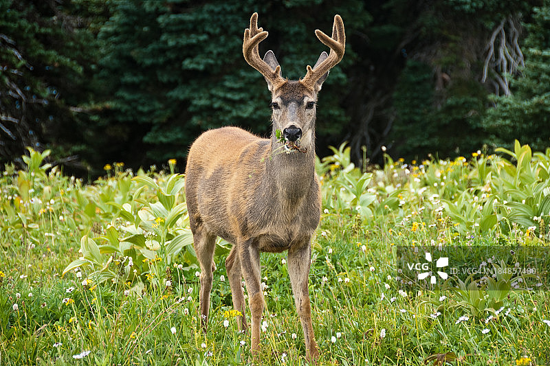 在草地上吃草的大型黑尾鹿图片素材