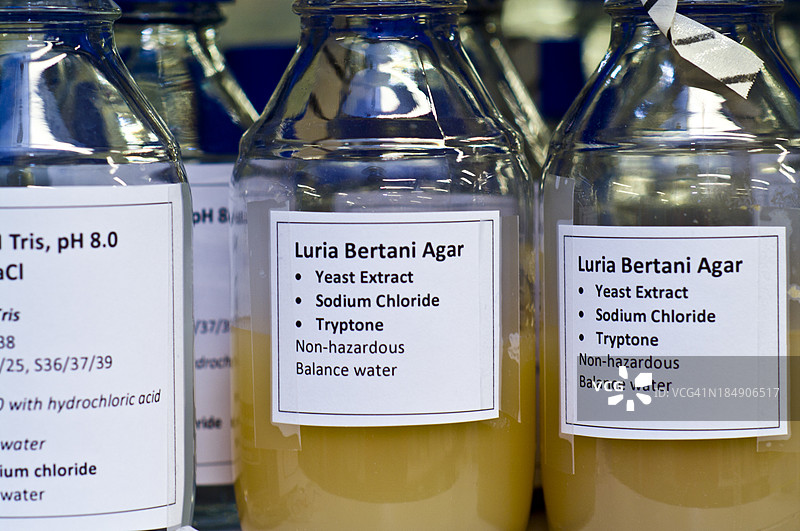科学家使用琼脂培养基来培养细菌菌落以进行实验。图片素材