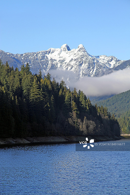 茂密的森林图片素材