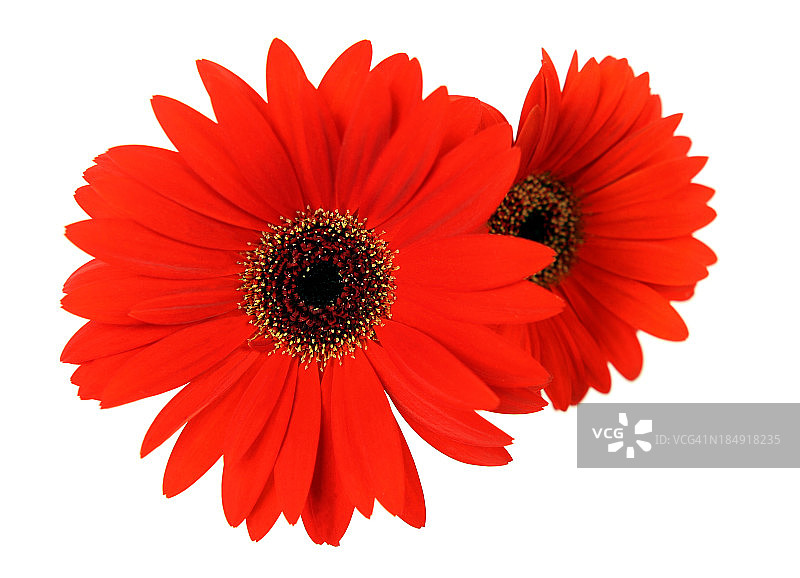 非洲菊图片素材