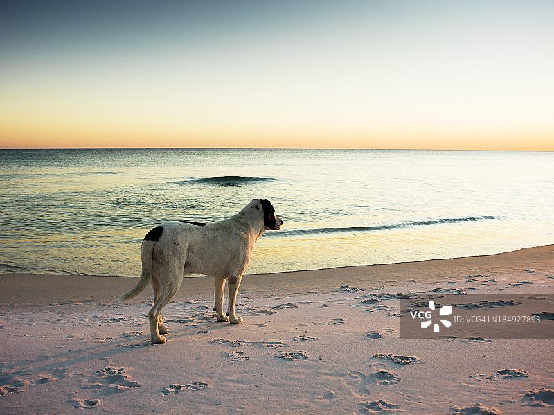 日落时分沙滩上的小狗图片素材
