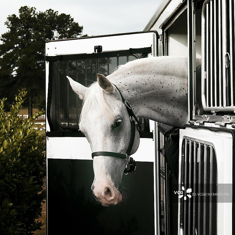 拖车里的马匹图片素材