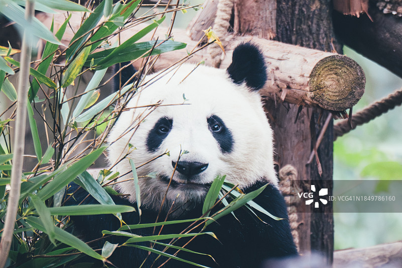 中国四川成都大熊猫繁育研究基地，竹林中的温顺大熊猫图片素材