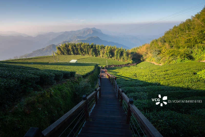 阿里山地区竹崎镇高山茶园风光图片素材