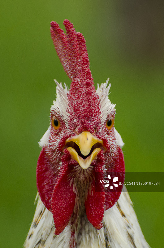 厄瓜多尔阿苏艾省昆卡：公鸡特写图片素材