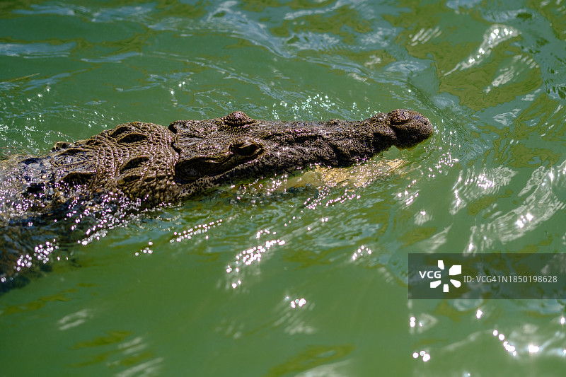 尼罗河鳄鱼在湖中游泳高角度俯瞰图图片素材