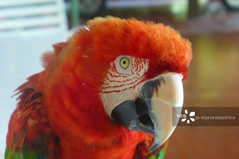 猩红色绿色特写图片素材